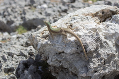 Cnemidophorus murinus