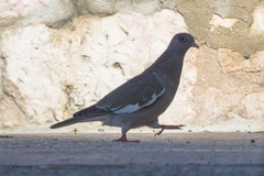 Patagioenas corensis
