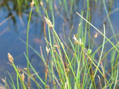 Carex chordorrhiza
