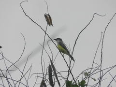 Tyrannus niveigularis