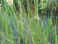 Carex chordorrhiza