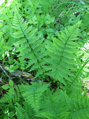 Dryopteris × uliginosa
