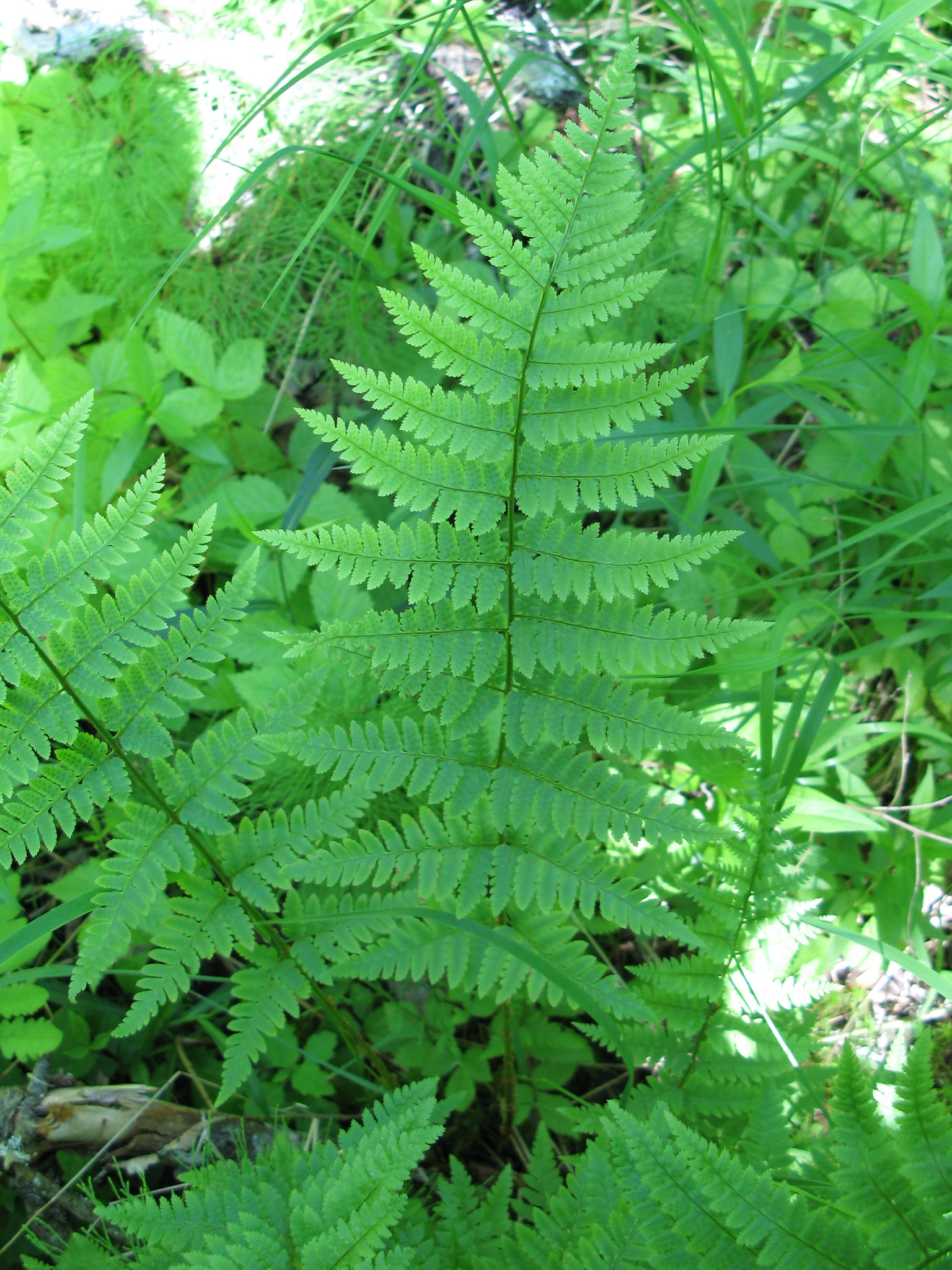 Dryopteris X uliginosa