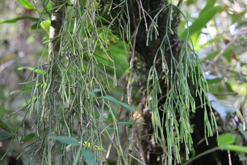 Rhipsalis clavata, photograph 4