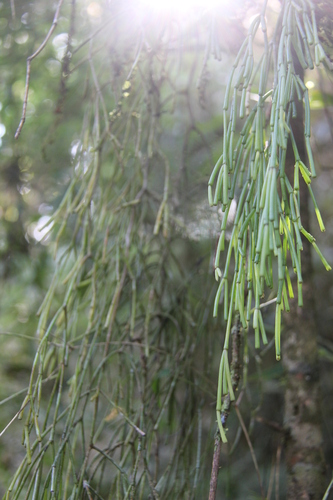Rhipsalis clavata, photograph 5
