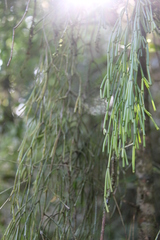 Rhipsalis clavata, photograph (c) Yoannis Domínguez, some rights reserved (CC BY)