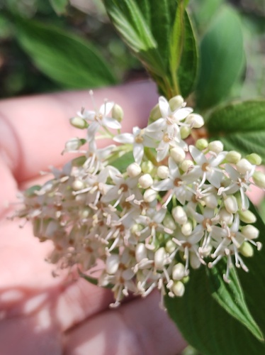 Cornus excelsa (Cornus excelsa)