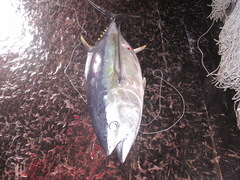 Thunnus obesus