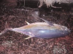 Thunnus obesus