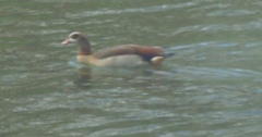 Alopochen aegyptiaca