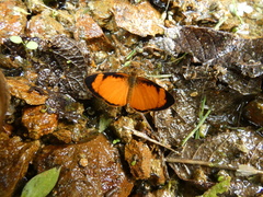 Tegosa pastazena