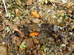 Tegosa pastazena