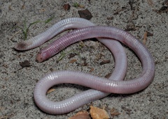 Florida Worm Lizard photo 3