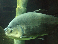 Piaractus brachypomus