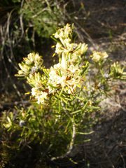 Isopogon