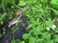 Stellaria borealis