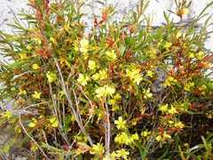 Hibbertia subvaginata