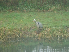 Ardea cinerea