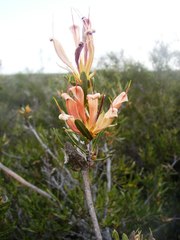 Lambertia multiflora multiflora