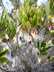 Conostephium pendulum
