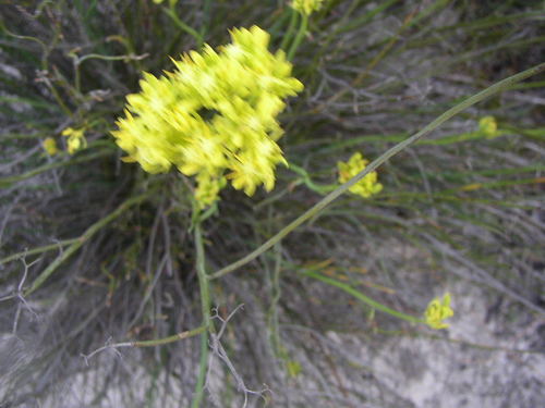 Image of Common Popflower (Glischrocaryon aureum) by (c) Tony Rebelo, some rights reserved (CC BY-SA)