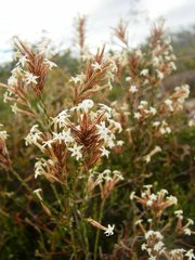 Lysinema ciliatum