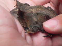 Proceratophrys laticeps