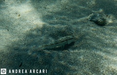 Mullus barbatus