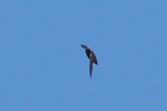 White-Fronted Swift photo 5