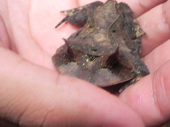 Proceratophrys laticeps