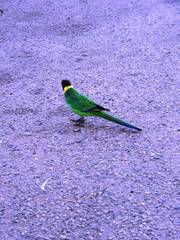 Barnardius zonarius semitorquatus