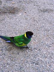 Barnardius zonarius semitorquatus