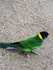 Barnardius zonarius semitorquatus