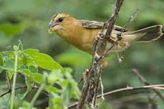 Asian Golden Weaver photo 4