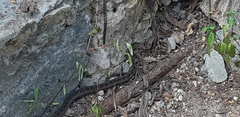 Cubophis vudii