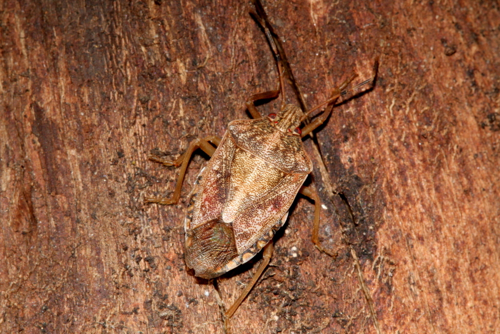 Stink Bugs from Wonderboom, Pretoria, 0182, South Africa on June 6 ...