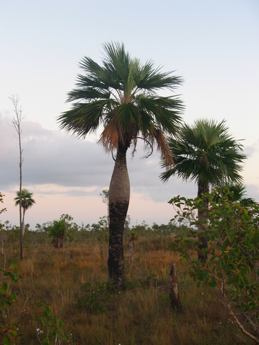 Colpothrinax wrightii, photo 21