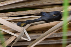 Thamnophis melanogaster