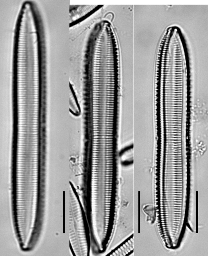 Tryblionella