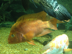 Amphilophus labiatus