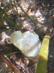 Phallusia mammillata