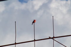 Pyrocephalus rubinus