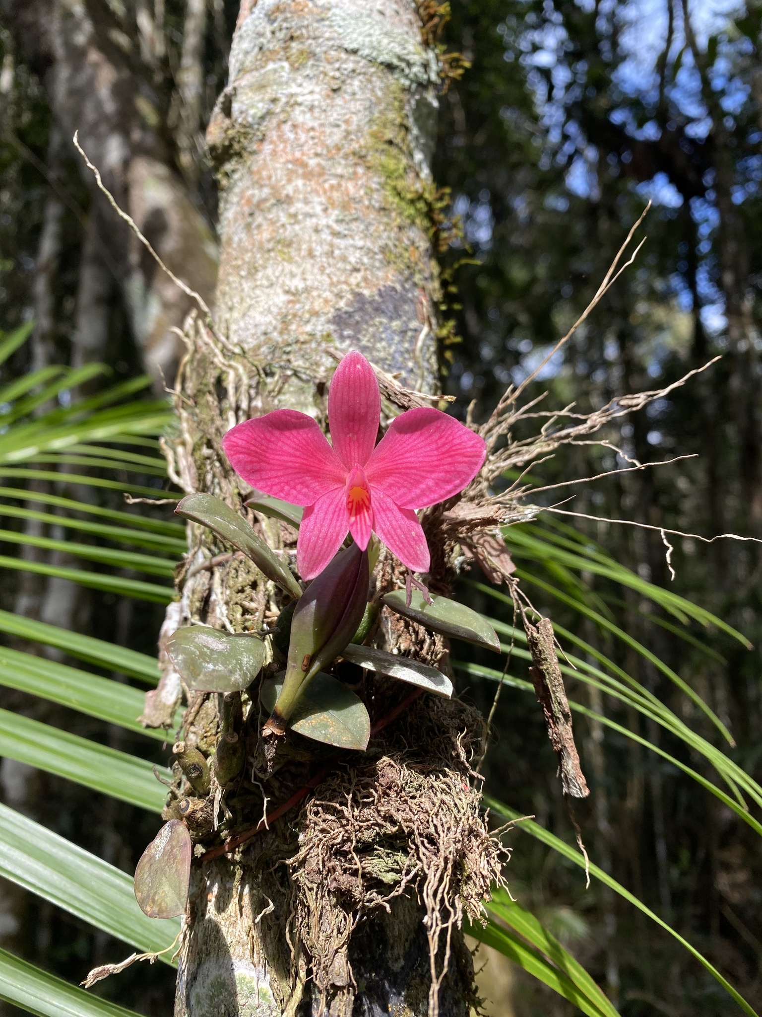 Imagem de Orquídea