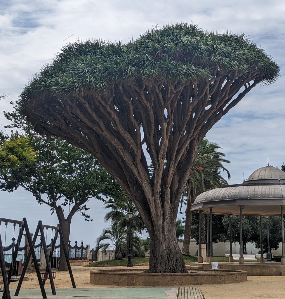 El drago del Parque Genovés