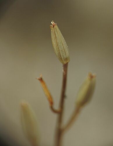 Triglochin barrelieri (Triglochin barrelieri)