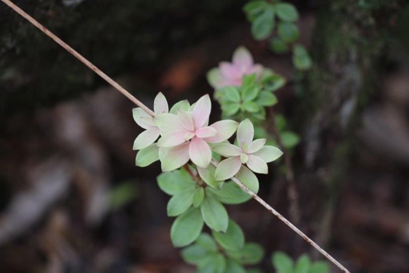 Archeria racemosa