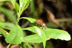 Eristalis circe