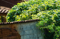 Haemorhous mexicanus