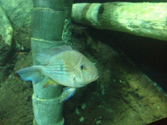 Acarichthys heckelii