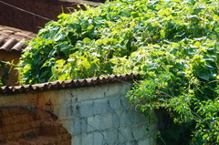 Haemorhous mexicanus